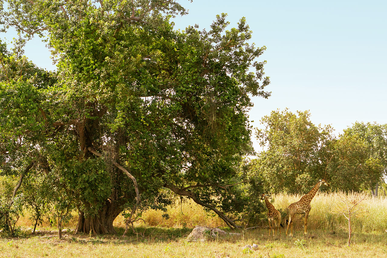 Fathala Wildlife Reserve, Senegal