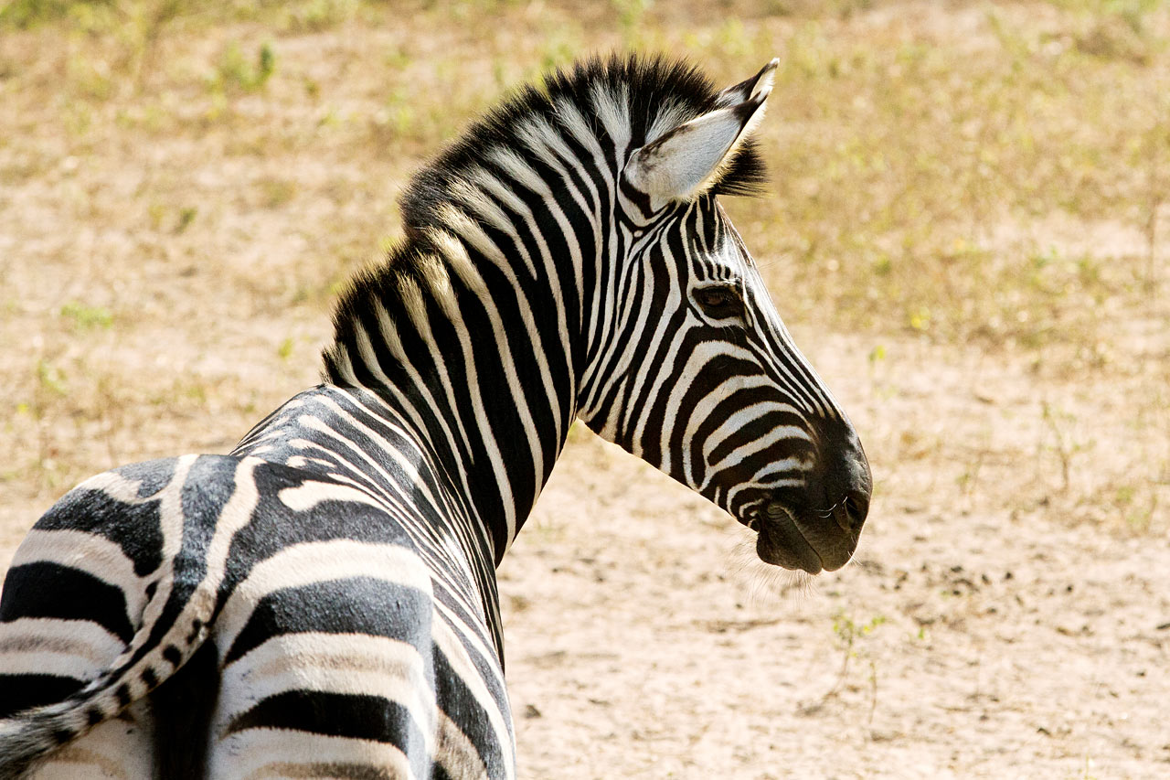 Fathala Wildlife Reserve, Senegal