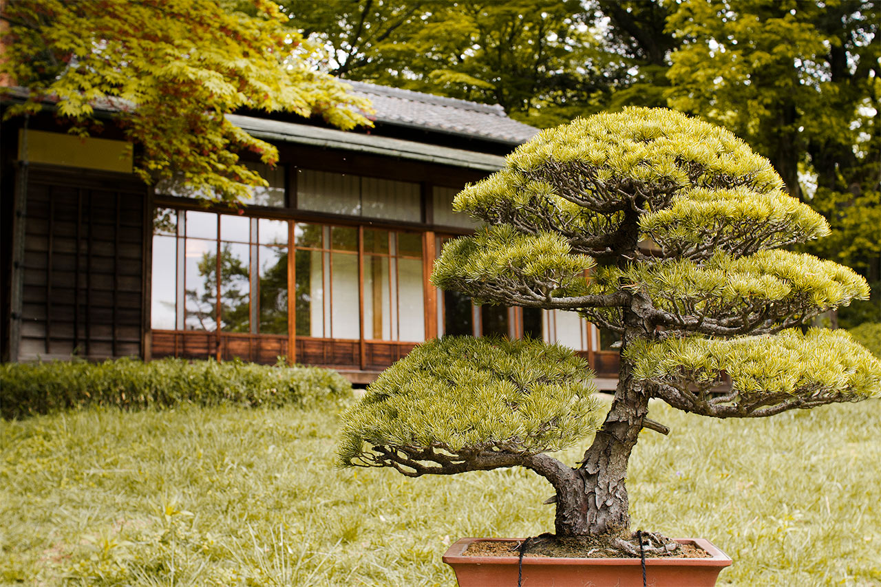 Den indre hage i Meiji-tempelet, Tokyo