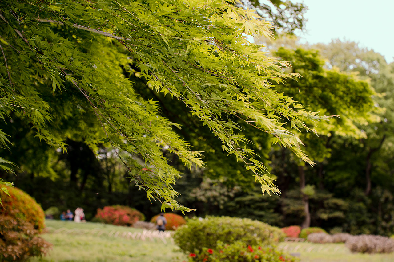 Den indre hage i Meiji-tempelet, Tokyo
