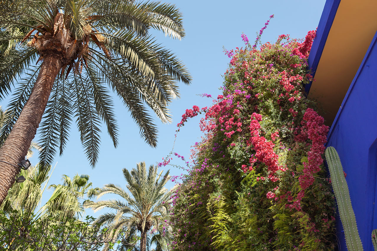 Den botaniske hagen Le Jardin Majorelle i Marrakech