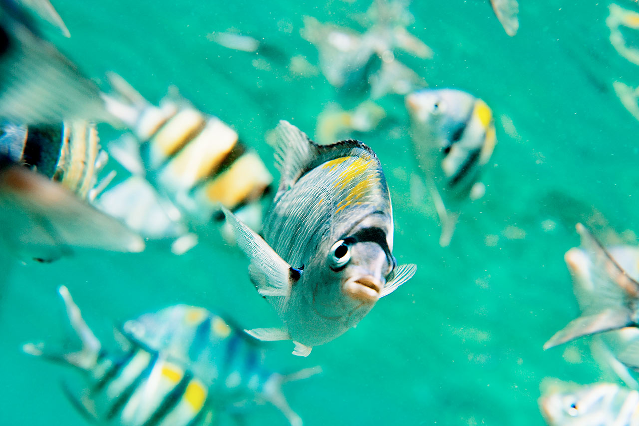 Koh Mook
