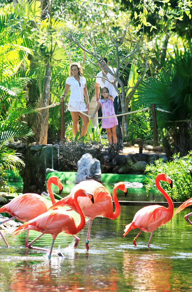 Flamingoer på Grand Palladium Colonial White Sand Resort & Spa